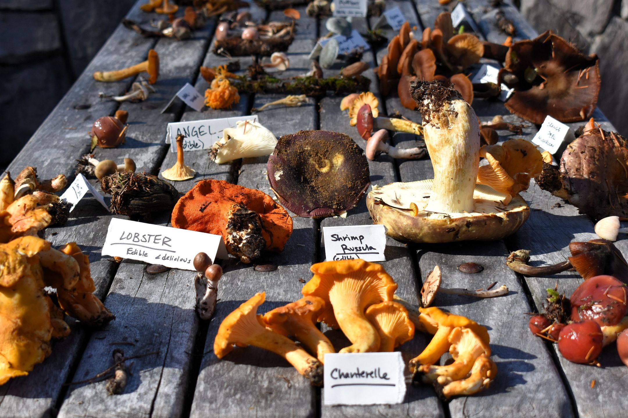 10-16-21_Mushroom%20Foraging_Photo%20by%20GRoberti%20MSHI%20(72)(1).JPG